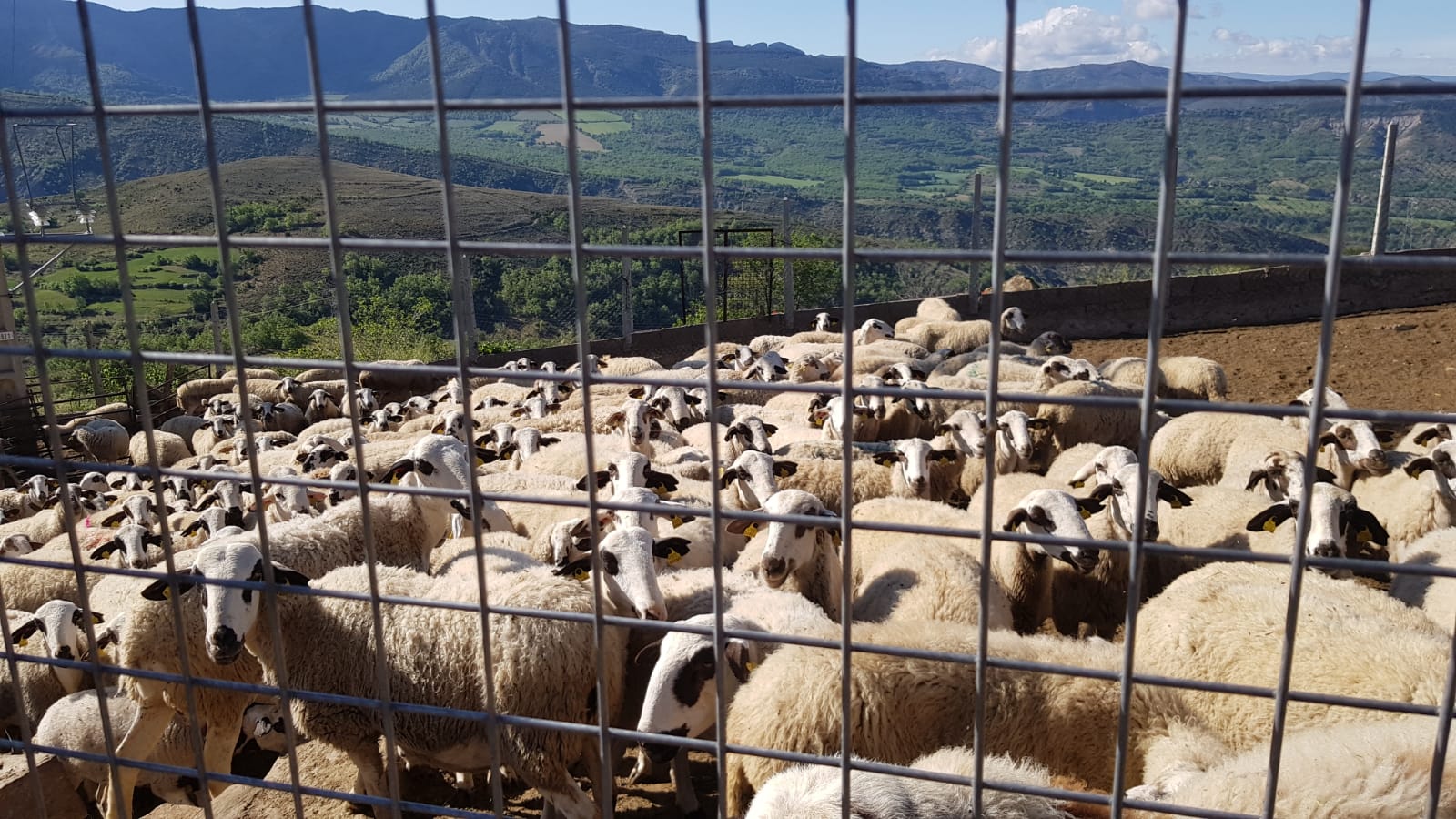 Fem Terreta